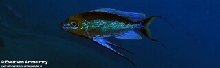 Cyathopharynx furcifer 'Kamazile Bay'.jpg