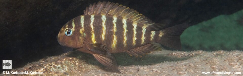 Tropheus sp. 'kipili' Kampemba Point<br><font color=gray>Tropheus brichardi 'Kampemba Point'</font> 