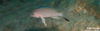 Neolamprologus sp. 'eseki' Kampemba Point.jpg