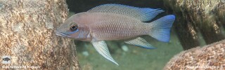 Neolamprologus sp. 'modestus mpimbwe' Kampemba Point.jpg