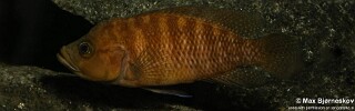 Neolamprologus obscurus 'Kantalamba'.jpg