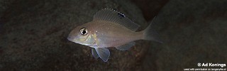 Xenotilapia spilopterus 'Kapampa'.jpg