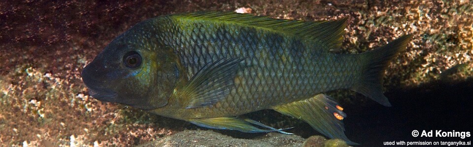 Petrochromis sp. 'karema' Kansombo