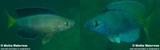 Cyprichromis sp. 'leptosoma jumbo' Karema.jpg