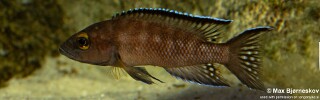 Neolamprologus buescheri 'Kasanga'.jpg