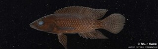 Neolamprologus labrosus 'Kasenga'.jpg
