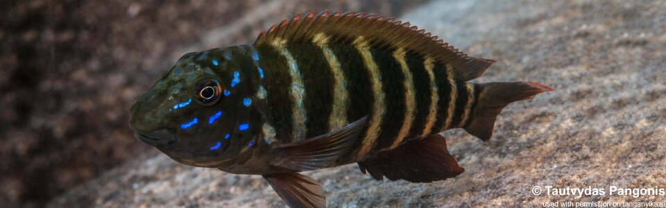 Eretmodus marksmithi 'Kaswente Bay'