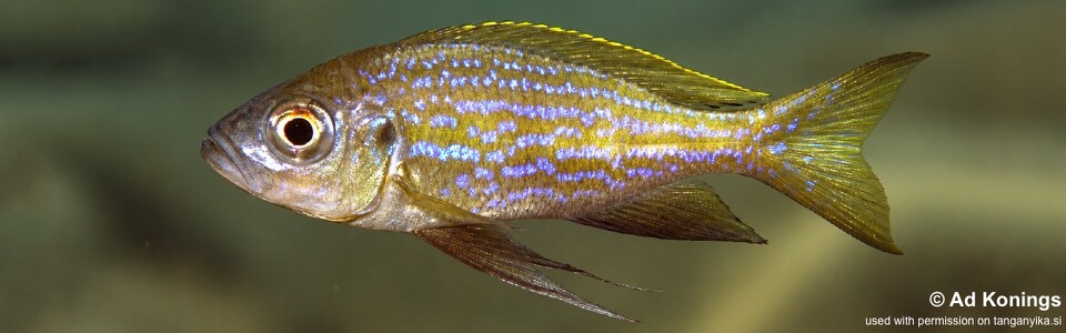 Aulonocranus dewindti 'Katete'