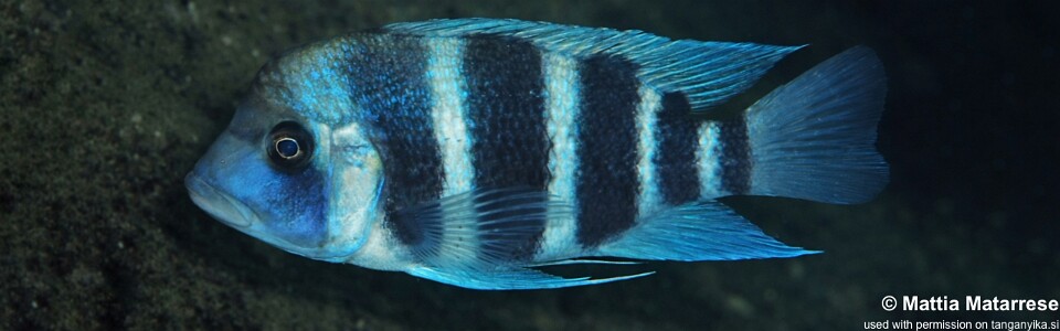 Cyphotilapia gibberosa 'Katili'<br><font color=gray>Tanzania</font>