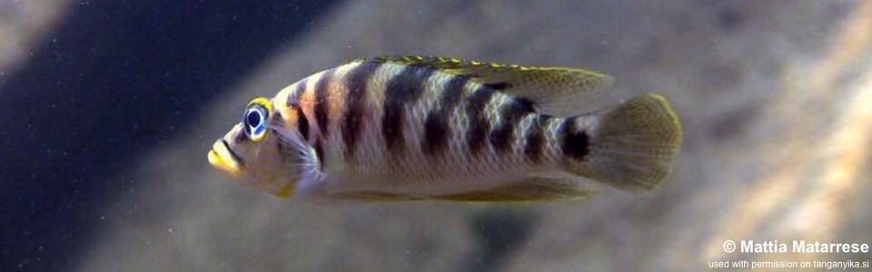 Neolamprologus fasciatus 'Katili'<br><font color=gray>Altolamprologus fasciatus 'Katili'</font>
