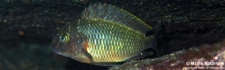 Tropheus moorii 'Katili'.jpg