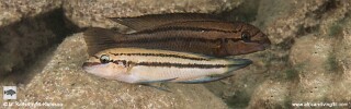 Chalinochromis sp. 'bifrenatus striped' Katondo Point.jpg
