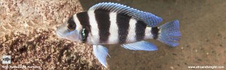 Neolamprologus tretocephalus 'Katondo Point'.jpg