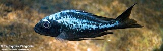 Ophthalmotilapia sp. 'whitecap' Katondo Point.jpg