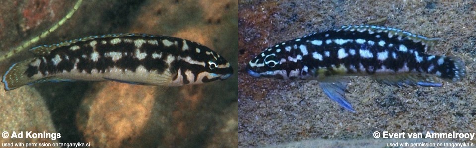 Julidochromis sp. 'katoto' Katoto<br><font color=gray>Julidochromis sp. 'transcriptus katoto' Katoto<br>J. sp. 'ornatus kombe' Katoto</font>