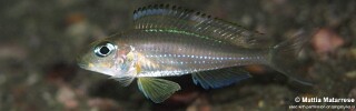 Xenotilapia nasus 'Kekese'.jpg