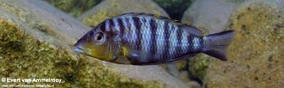 Jabarichromis pfefferi 'Kigoma' (North).jpg