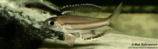 Trematocara marginatum 'Kigoma'.jpg