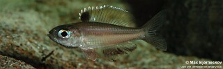 Trematocara stigmaticum 'Kigoma'.jpg