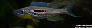 Benthochromis horii 'Kipili'.jpg