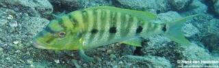Boulengerochromis microlepis 'Kipili'.jpg