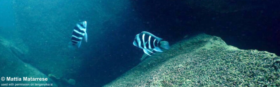 Cyphotilapia gibberosa 'Kirando'<br><font color=gray>Tanzania</font>