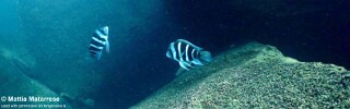 Cyphotilapia gibberosa &#39;Kirando&#39; Tanzania