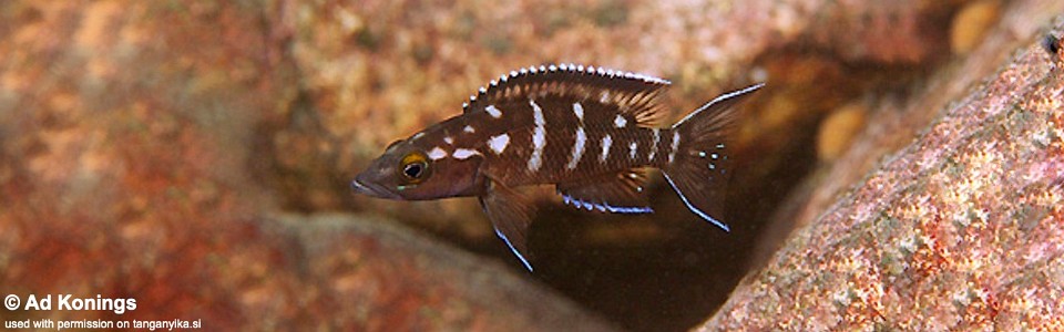 Neolamprologus buescheri 'Kombe'