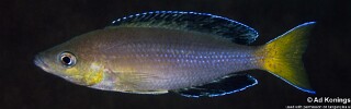 Cyprichromis sp. 'leptosoma jumbo' Kombe.jpg