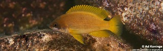 Neolamprologus mustax 'Kombe'.jpg