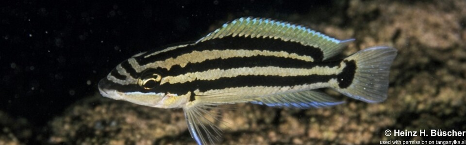 Julidochromis cf. ornatus 'Kyeso'