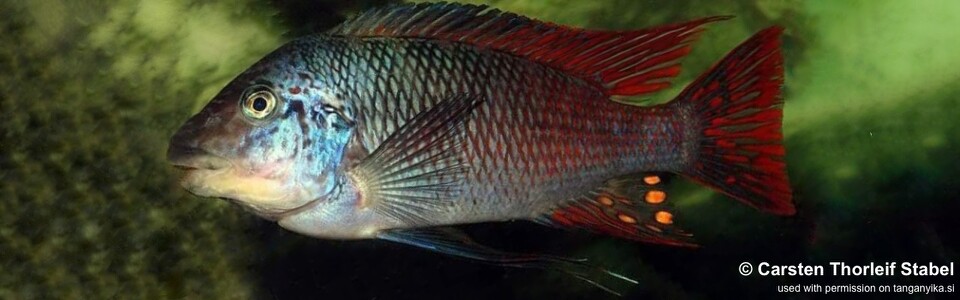 Petrochromis sp. 'longola red fin' Longola<br><font color=gray>Petrochromis sp. 'longnose red longola' Longola</font>
