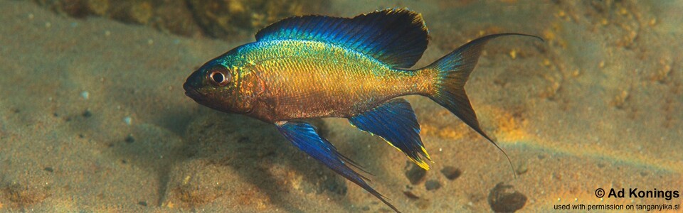 Cyathopharynx sp. 'green flush' Lueba (Lweba)<br><font color=gray>Cyathopharynx foae 'Lueba (Lweba)'</font>