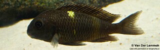 Tropheus sp. 'black' Lueba.jpg