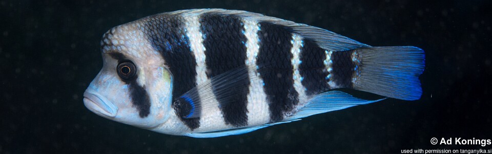 Cyphotilapia cf. frontosa 'Lumbye Bay'<br><font color=gray>6-bar frontosa</font>