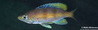 Cyprichromis zonatus 'Lusekese'.jpg