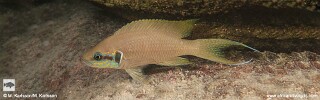 Neolamprologus brichardi 'Lusekese'.jpg
