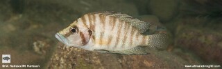 Altolamprologus compressiceps 'Lwasase'.jpg