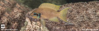Neolamprologus brichardi 'Lwasase'.jpg