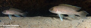 Neolamprologus cf. ventralis 'Lwilwi Island'.jpg