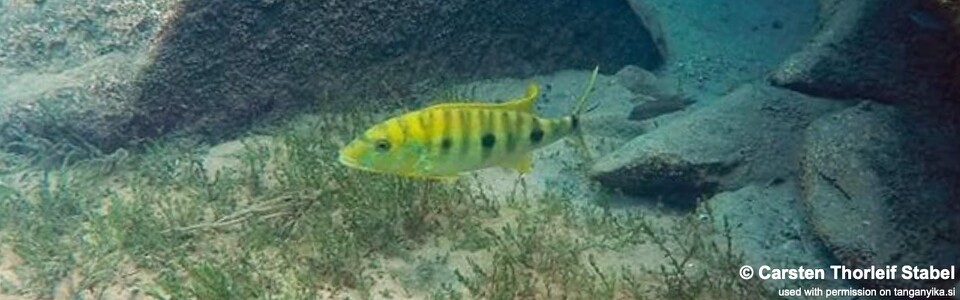 Boulengerochromis microlepis 'Mabilibili Bay'