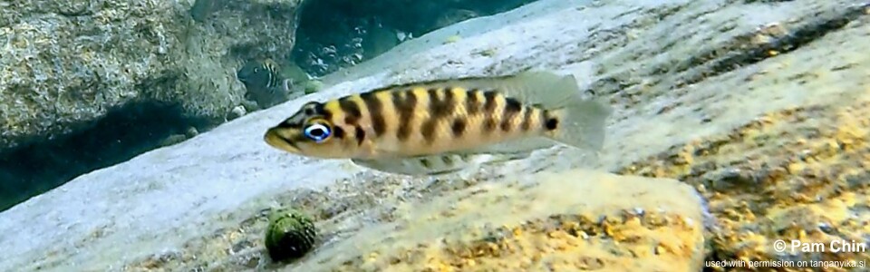 Neolamprologus fasciatus 'Mabilibili Bay' - Altolamprologus fasciatus 'Mabilibili Bay'