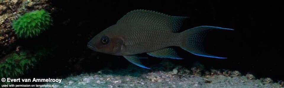 Neolamprologus sp. 'princess lyamembe' Mabilibili Bay - Neolamprologus sp. 'marunguensis mahale' Mabilibili Bay