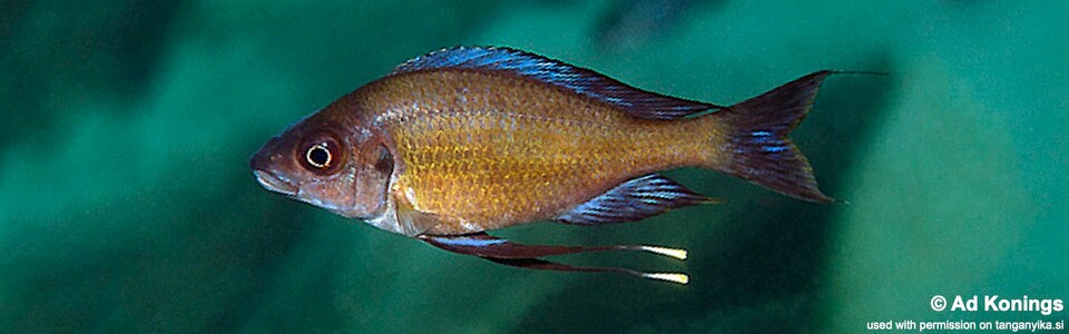 Ophthalmotilapia cf. nasuta 'Mabilibili Bay'