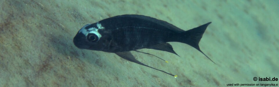 Ophthalmotilapia sp. 'whitecap' Mabilibili Bay - Ophthalmotilapia ventralis 'Mabilibili Bay'