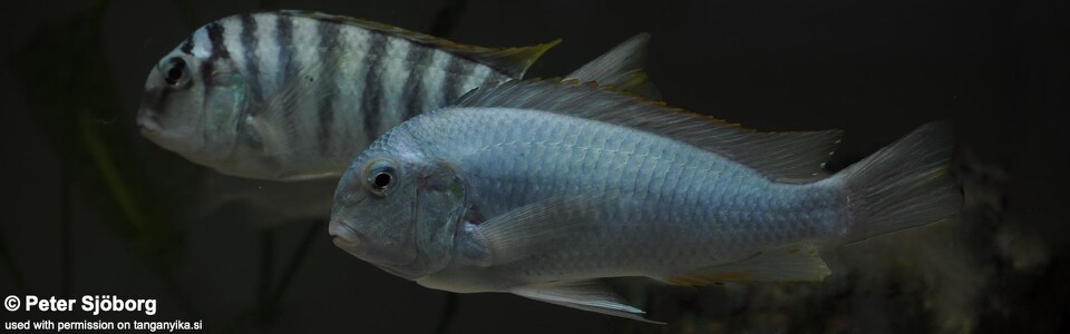 Pseudosimochromis curvifrons 'Mabilibili Bay'