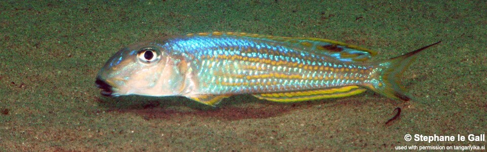 Xenotilapia ochrogenys 'Mabilibili Bay'