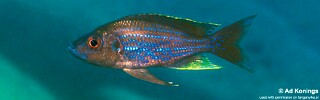 Aulonocranus dewindti 'Mabilibili Bay'.jpg