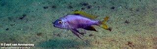 Cunningtonia longiventralis 'Mabilibili Bay'.jpg