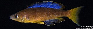 Cyprichromis microlepidotus 'Mabilibili Bay'.jpg